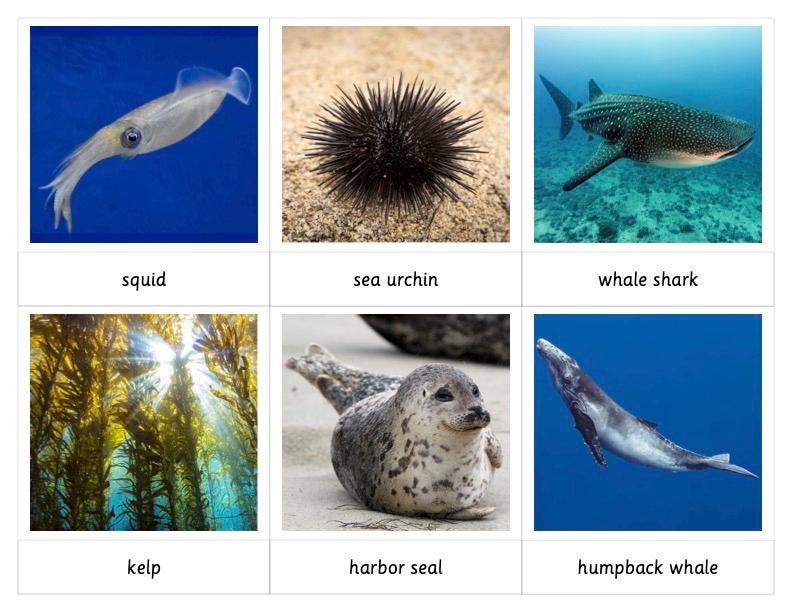 Ocean Habitat Montessori 3 Part Cards - Etsy