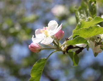 Apple Blossoms digital download