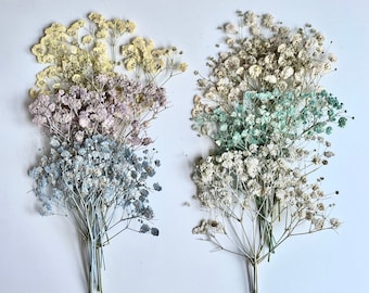 Dried Pressed Baby's Breath Xlence Flowers Gypsophila - Various Colors | Bulk, Perfect for decors, weddings & more