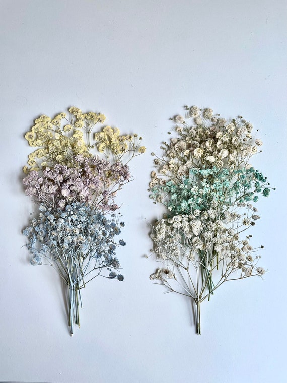 Dried Pressed Baby's Breath Xlence Flowers Gypsophila Various Colors Bulk,  Perfect for Decors, Weddings & More -  Norway