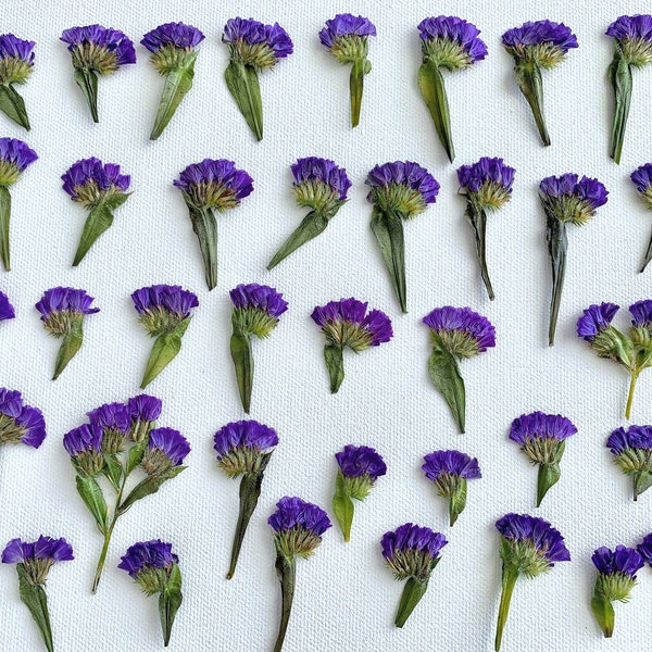 Dried Pressed Statice Sea Lavender (3-5cm) | Bulk, Perfect for decors, weddings, corsages & more