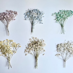 Dried Pressed Baby Breath Xlence Flowers Gypsophila Various Colors Bulk,  Perfect for Decors, Weddings & More 