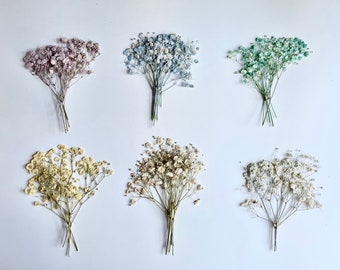Dried Pressed Baby Breath Xlence Flowers Gypsophila - Various Colors  | Bulk, Perfect for decors, weddings & more