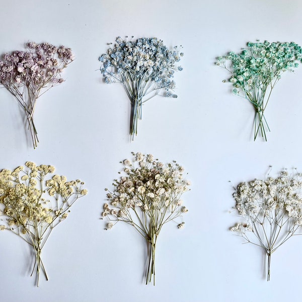 Gedroogde geperste babyadem Xlence bloemen Gypsophila - verschillende kleuren | Bulk, perfect voor decors, bruiloften en meer