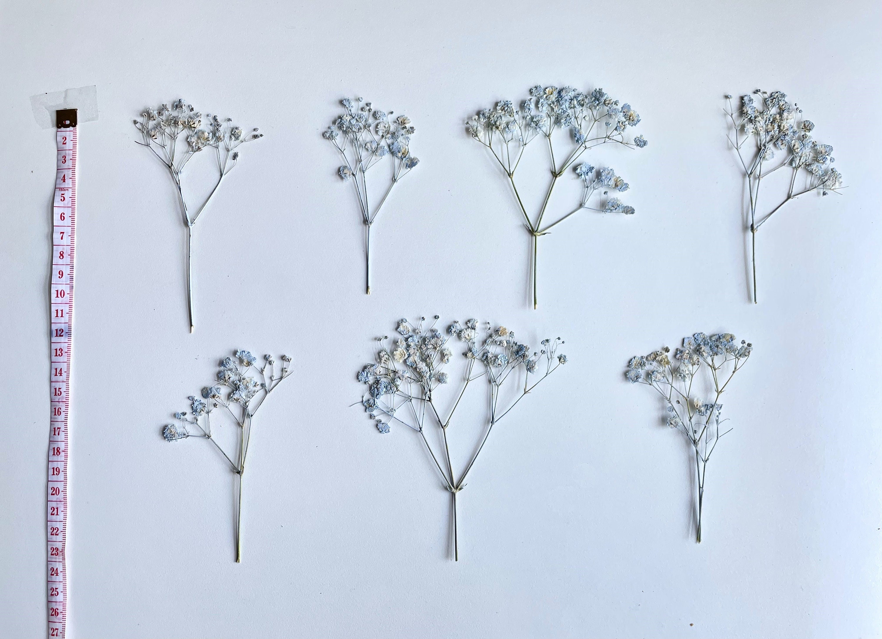 Dried Pressed Baby Breath Xlence Flowers Gypsophila Various Colors Bulk,  Perfect for Decors, Weddings & More 