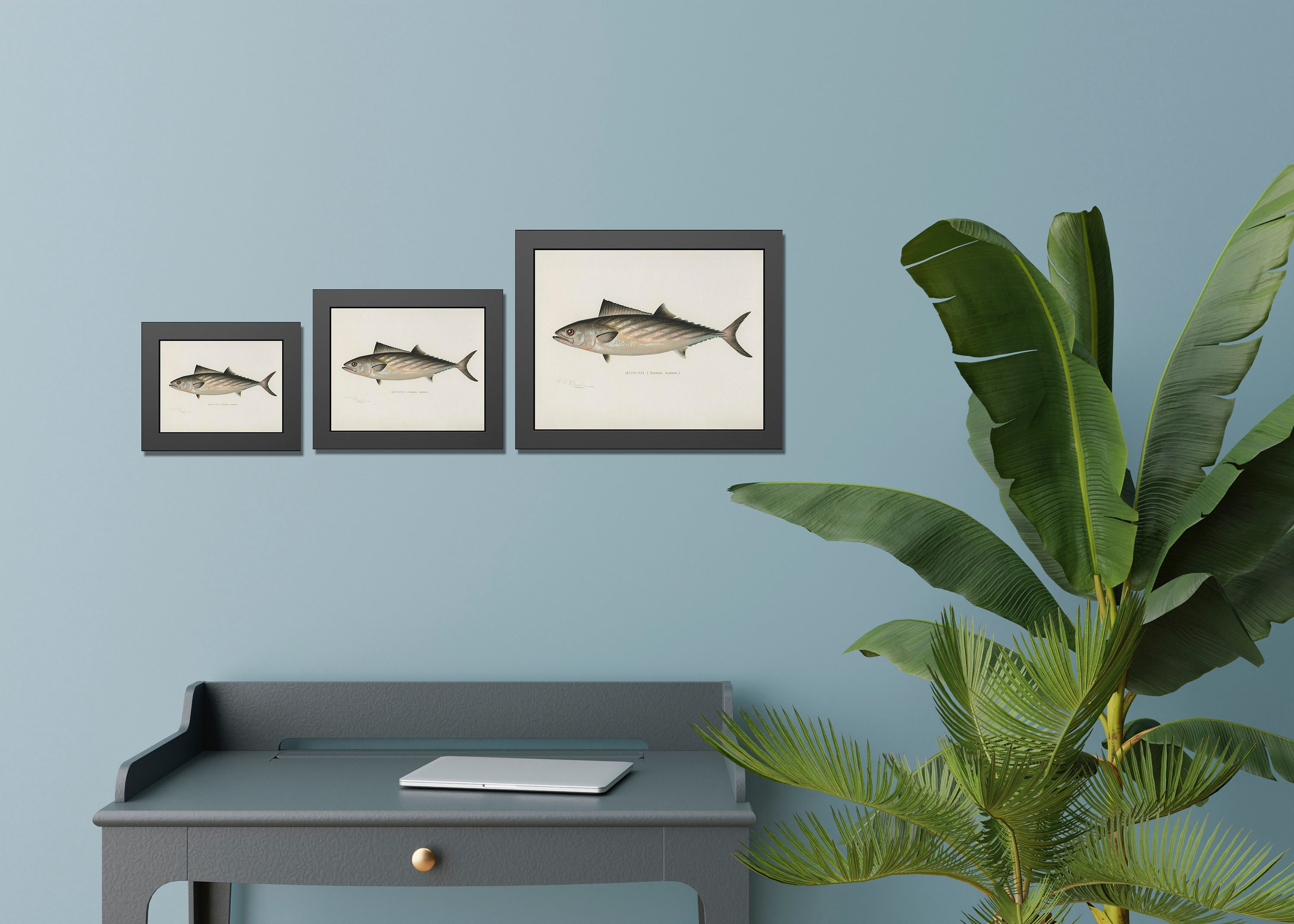 Vintage Fish Lithograph Prints Rustic Fish Wall Art Sherman Etsy