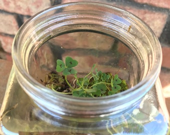 Red Dotted Clover and Moss Terrarium