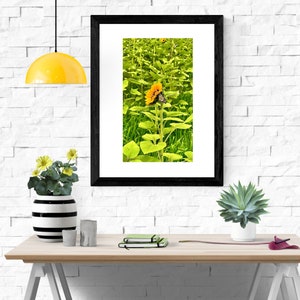 Beautiful Nature Photographs (Butterfly in Field of Sunflowers, New Mexico) - Download & Print