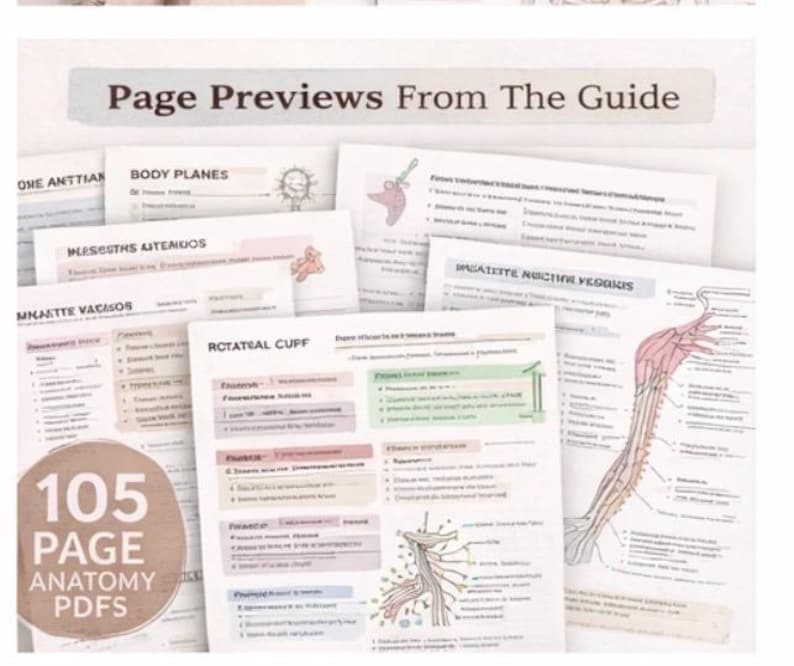 Anatomy Study Guide Bundle | OT, PT, Nursing, Kinesiology| Printable ...