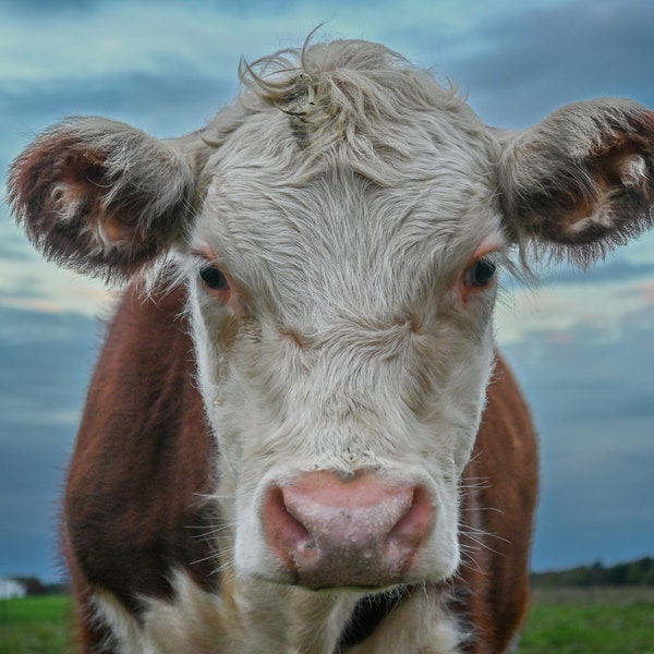 Cow Photo | Farm Photography | Pennsylvania | Farm | Cattle Photo | Cow Picture | Animal Photography | 5x7 Photo in 8x10 mat