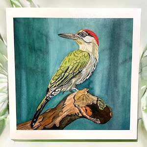 Woodpecker cards, green woodpecker card, green woodpecker illustration card, woodland animal card, greetings card, bird cards, woodpecker