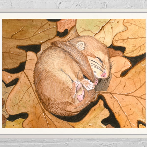 Dormouse pictures for children’s room, cute animal pictures, dormouse pictures, dormouse illustrations, watercolor dormouse, woodland prints