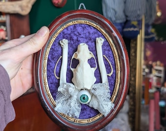 Cráneo de visón antiguo enmarcado y montado sobre terciopelo morado con otros huesos y objetos curiosos.