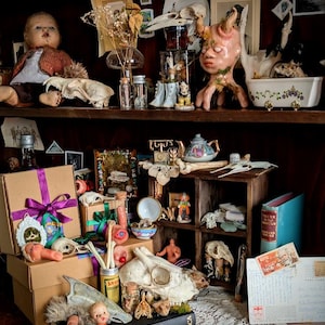 Oddity mystery box / vulture culture / curiosities and oddities