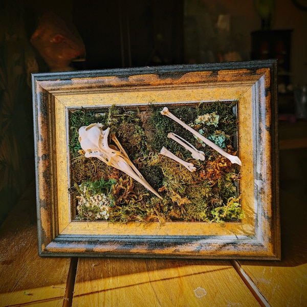 Bird skull  decorative picture frame. Moss dried flowers oddities and curiosities. bones. Vulture culture. Gothic. Witchy. Wiccan