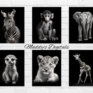 Könnte beinhalten: Ein Set mit sechs Schwarzweiß-Tierdrucken mit einem Zebra, einem Affen, einem Elefanten, einem Erdmännchen, einem Löwenjungen und einer Giraffe. Jedes Tier ist vor einem schwarzen Hintergrund fotografiert.