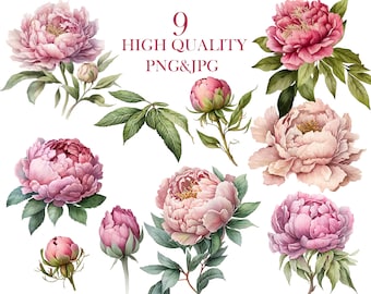 Watercolor Pink Peonies, Pink Roses Clipart JPG, PNG Instant Download