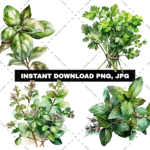 Vers kruid aquarel clipartset - basilicum, oregano, koriander, munt - digitale Instant Download