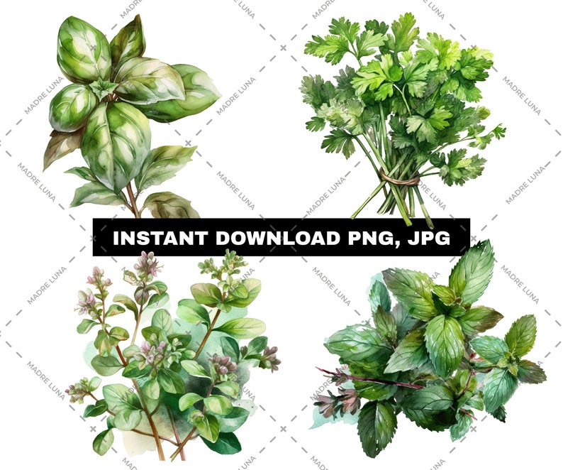 Watercolor Fresh Herbs Clipart Set, PNG, JPG Instant Download Etsy