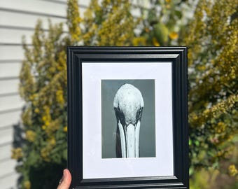 Schwarz-Weiß-Foto eines Braunpelikans (5x7 Zoll), gerahmt in einem schwarzen Hängerahmen (8x10 Zoll).