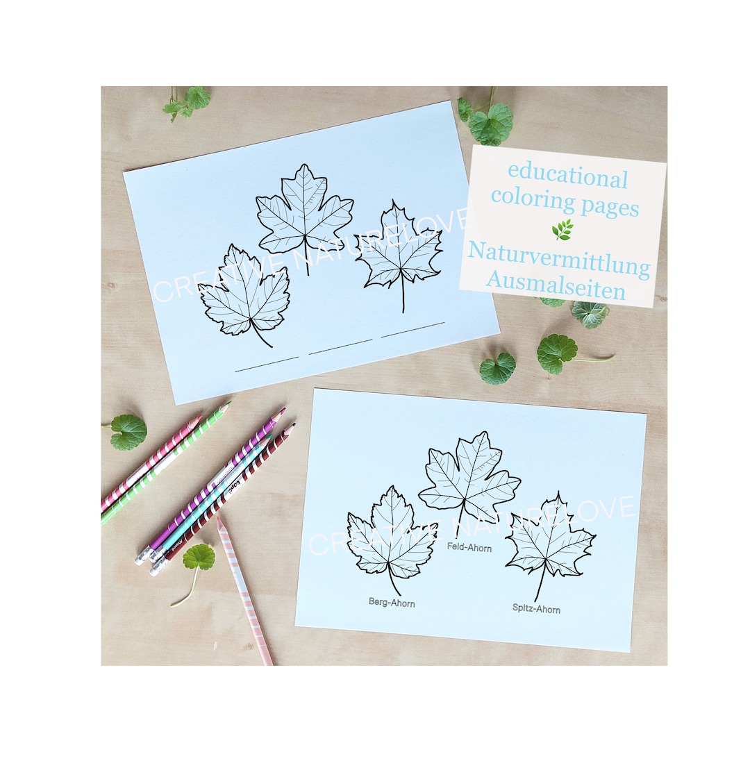 Maple Leaf Coloring Page * Botanical Drawing * Nature Lover * Digital ...