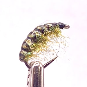 May include: A close-up of a fishing fly, featuring a segmented body in shades of green and gold, with a hook and a cluster of light brown fibers. The fly is held by a silver clamp against a white background.