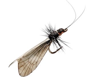 3 pieces - Adult Caddis (Black) - Fly fishing - Fishing lures - Realistic dry fly - Extended body - Artificial flies - Trout, Grayling