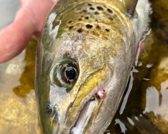 ALP STONE - Nymphs - Size #14 - 4.6 mm - Fly fishing - Fishing lures - Probably the best nymph! - Grayling and Trout - Pheasant Tail