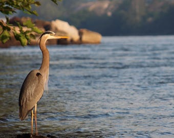 Garza azul, ave costera / Arte mural de naturaleza / Póster / Lámina enmarcada / Lienzo / Fotografía