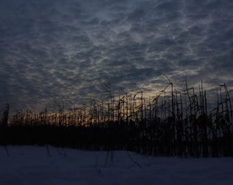 Pymatuning Morn / Arte mural de naturaleza / Póster / Lámina enmarcada / Lienzo / Fotografía