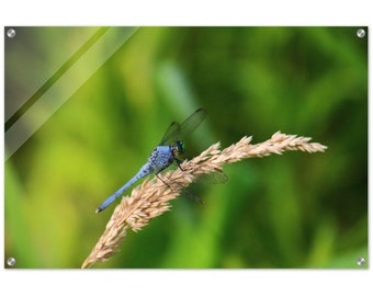 Blue Dragonfly    |    Nature Wall Art, Acrylic Print