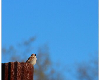 Canta al cielo, arte de la pared de la naturaleza - Póster de papel mate premium