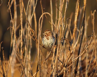 Little Brown Bird    |    Nature Wall Art   |   Poster / Framed Print / Canvas / Photography
