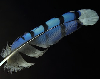 Pluma de arrendajo azul / Arte mural de naturaleza / Póster / Lámina enmarcada / Lienzo / Fotografía
