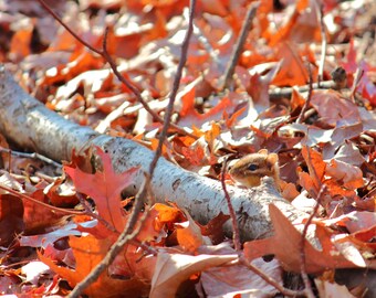 Juego de las ardillas congeladas / Arte mural de naturaleza / Póster / Lámina enmarcada / Lienzo / Fotografía