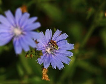 Cosecha de achicoria / Arte mural de naturaleza / Póster / Lámina enmarcada / Lienzo / Fotografía