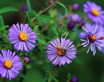 Aster de Nueva Inglaterra / Arte mural de naturaleza / Póster / Lámina enmarcada / Lienzo / Fotografía