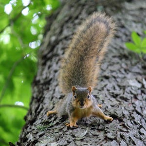 May include: A squirrel with grey and brown fur and a bushy tail is positioned on the textured, dark bark of a tree trunk. The squirrel is facing forward with its front paws spread out, while bright green leaves are visible in the background.