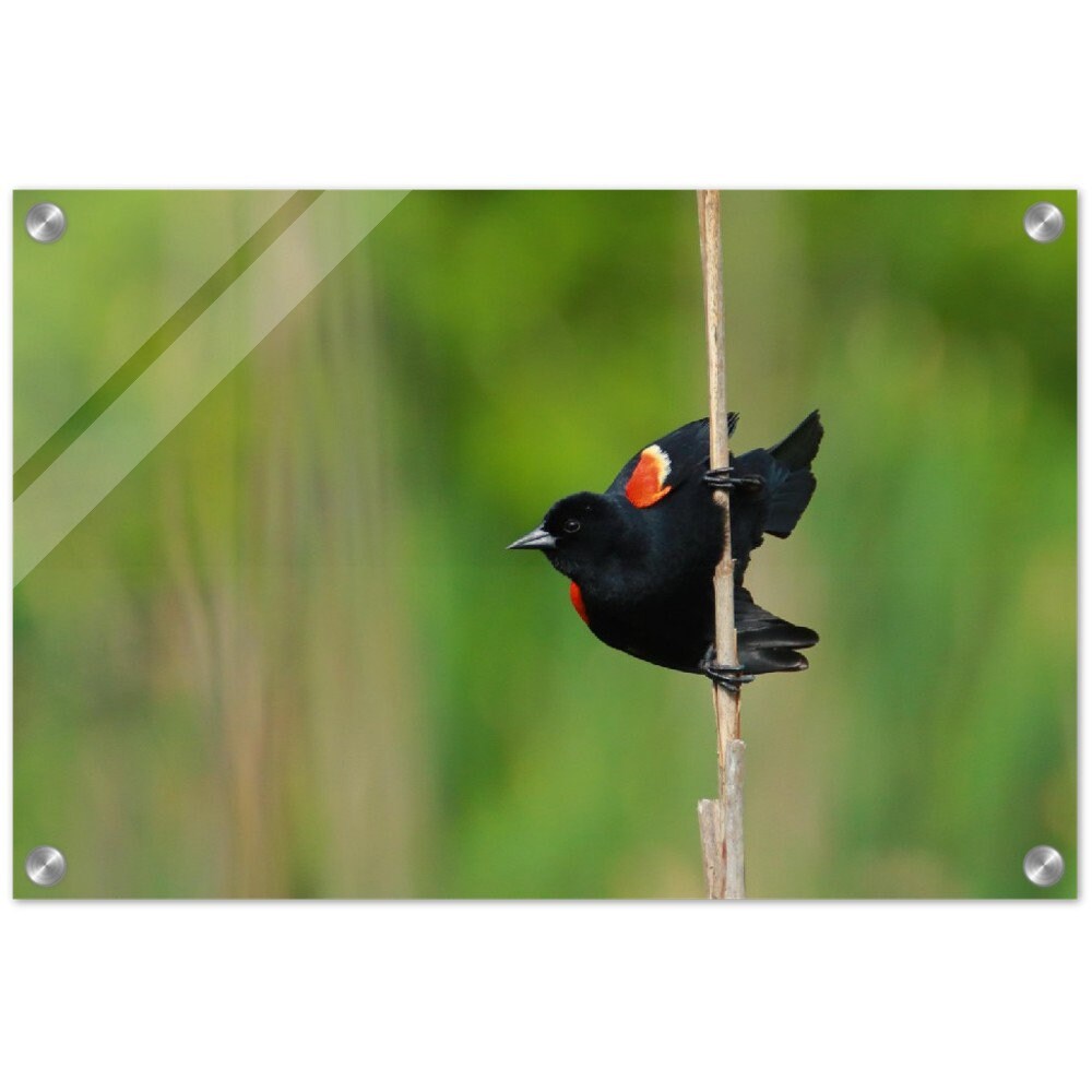 Red Winged Blackbird Nature Wall Art, Nature Print - Etsy
