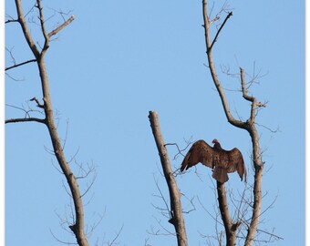 Buitre de Turquía, Arte de la pared de la naturaleza - Póster de papel mate premium