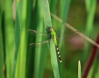 Libélula verde común / Arte mural de naturaleza / Póster / Lámina enmarcada / Lienzo / Fotografía