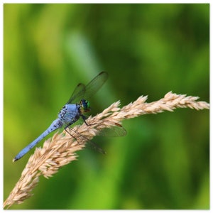 Blue Dragonfly, Nature Wall Art - Premium Matte Paper Poster