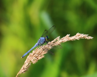 Libélula azul / Arte mural de naturaleza / Póster / Lámina enmarcada / Lienzo / Fotografía