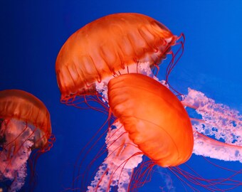 Jellyfish(es)    |    Nature Wall Art   |   Poster / Framed Print / Canvas / Photography