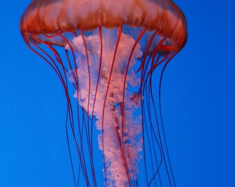 Jellyfish    |    Nature Wall Art   |   Poster / Framed Print / Canvas / Photography