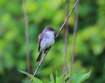 Mosquero oriental / Arte mural de naturaleza / Póster / Lámina enmarcada / Lienzo / Fotografía