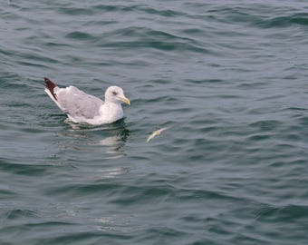 ¡Mía! Gaviota / Arte mural de naturaleza / Póster / Lámina enmarcada / Lienzo / Fotografía