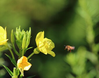 Próximamente / Arte mural de naturaleza / Póster / Lámina enmarcada / Lienzo / Fotografía