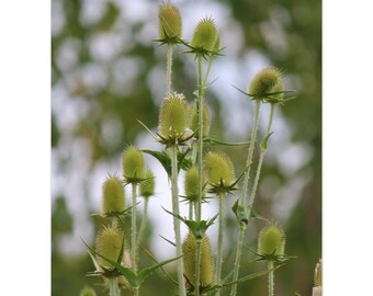 Thistles, Nature Wall Art - Premium Matte Paper Poster