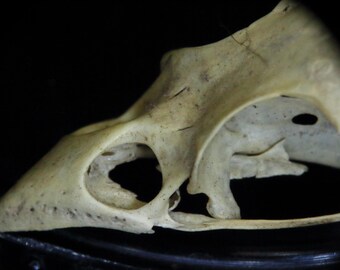 Calavera de pájaro diminuta / Arte mural de naturaleza / Póster / Lámina enmarcada / Lienzo / Fotografía